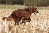 SETTER IRLANDAIS 365